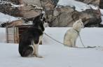 Huskies, totalmente adaptados ao frio de Ilulissat, na Groelândia